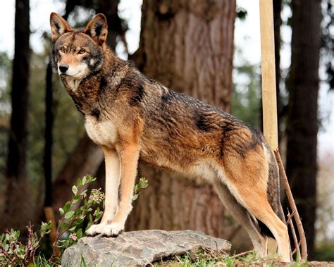 Red Wolf Wallpapers Images Photos Pictures Backgrounds