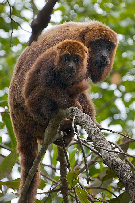 Lista De Primatas Do Brasil Wikipédia A Enciclopédia Livre Howler