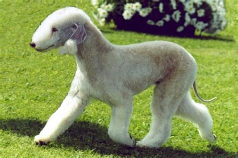 10 Unique Dog Breeds You May Never Come Across Wonderslist