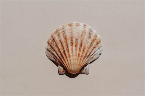 Shells 3 Best Free Shell Seashell Sea Life And Invertebrate Photos