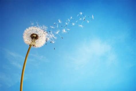 Dandelion With Seeds Blowing Away In The Wind Across A Clear Blue Sky
