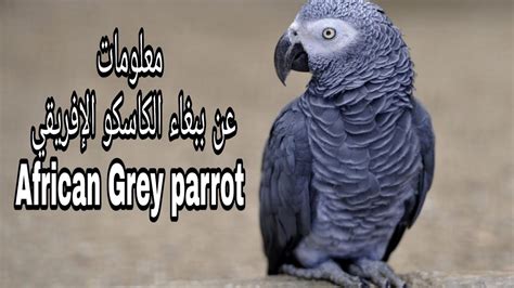 معلومات عن الببغاء الرمادي الإفريقي الكاسكو 2020 African Grey Parrot Youtube
