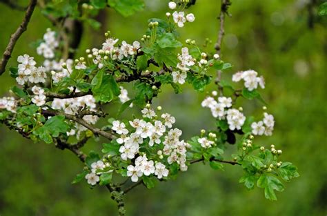 Crataegus Monogyna Eenstijlige Meidoorn Roelands Boomkwekerijen Bv