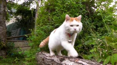 It is usually a rotational 360 pull. Funny Cat - Shironeko do exercise - YouTube