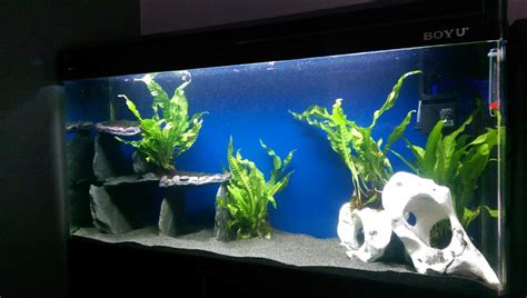 Axolotl Aquarium Requirements Dunkler Sand Aquarium
