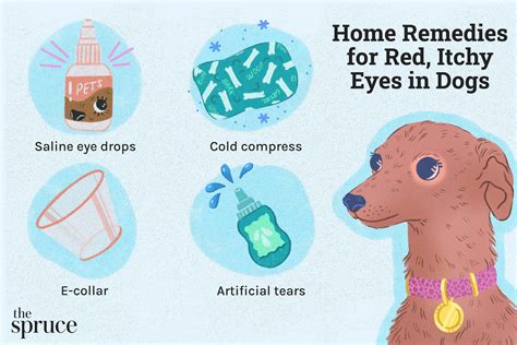 At Home Remedies For Red Itchy Eyes In Dogs