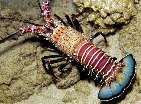 Spiny Lobster Ocean Treasures Memorial Library Beautiful Sea