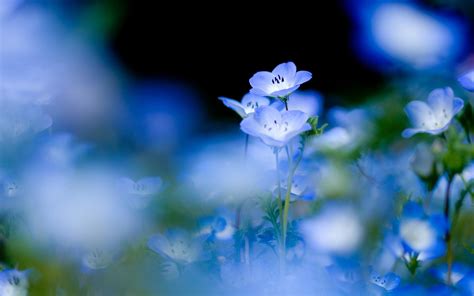 Blue Flower Hd Backgrounds Free Download