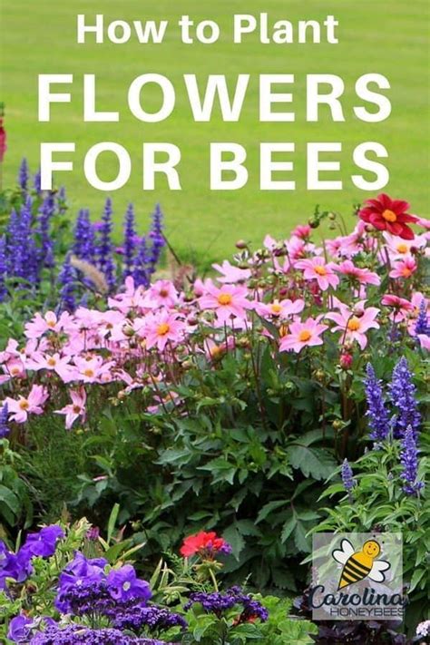 Plant Flowers That Attract Bees Carolina Honeybees Bee Friendly