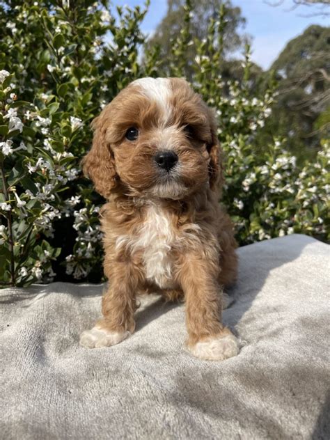 Available Puppies For Sale In Melbourne Vic Designer K9 Breeders