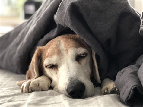 How An 11 Year Old Beagle Spends Her Mornings Beagle
