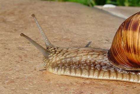 Royalty Free Photo Macro Shot Of Brown Snail Pickpik