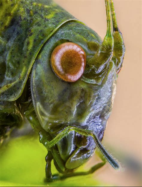 Alien Lookin Bug Grasshoppers Arachnids Parasite Macro Photography