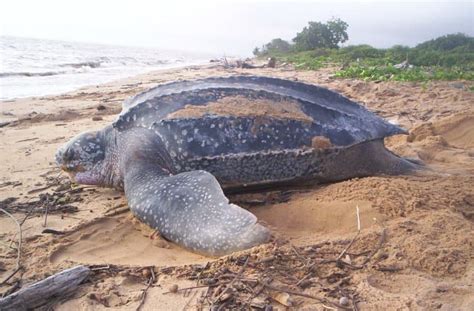 10 Leatherback Sea Turtle Facts Fact Animal
