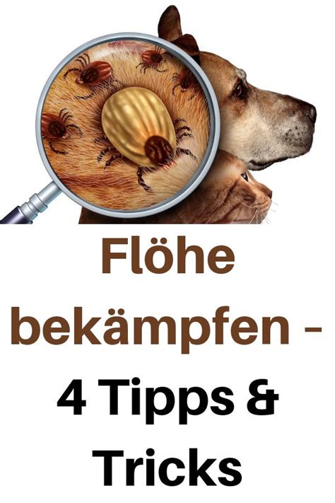Flöhe in ihrem haushalt bekämpfen. Flöhe bekämpfen - 4 Tipps & Tricks (mit Bildern) | Hunde ...