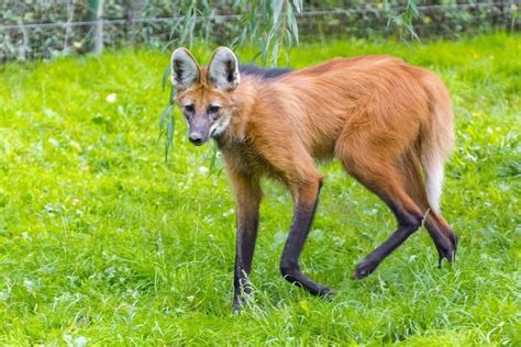 Maned Wolf Animal Facts Chyrsocyon Brachyurus Az Animals