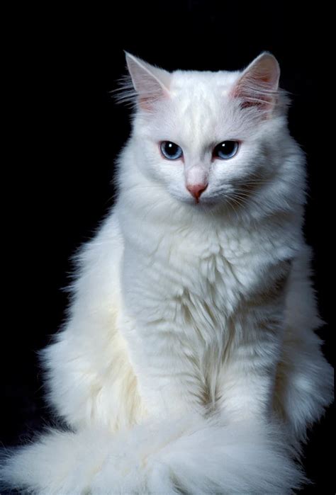Turkish Angora Cat Breed Information Pictures Characteristics And Facts In 2021 Turkish Angora