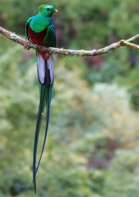 Magnificent Quetzal The Guatemalan National Bird Love Birds