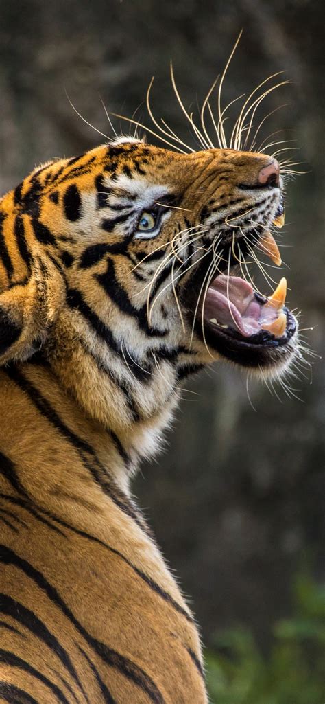 Tiger Wallpaper 4k Roaring Big Cat Wild Animal Predator Closeup