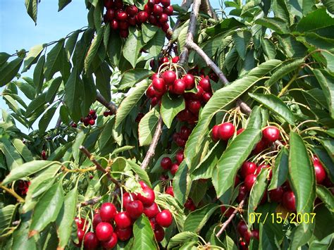 Picking Cherries In Spokane Wa How Beautiful Green Spokane