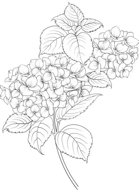 Best White Hydrangea Illustrations Royalty Free Vector Graphics And Clip