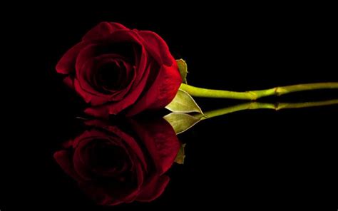 Beautiful High Quality Red Rose With Black Background Hd Wallpaper