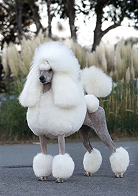 Poodle Standard Breeds A To Z The Kennel Club
