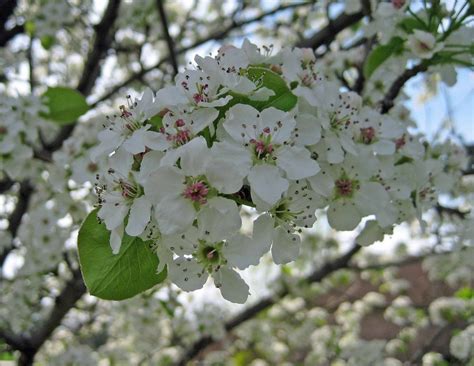 Enjoy Flowering Pear Trees From Afar Carol J Michel Author And