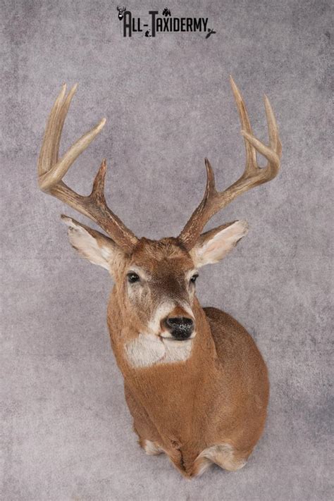 Whitetail Deer Taxidermy Shoulder Mount For Sale Sku 2727 All Taxidermy
