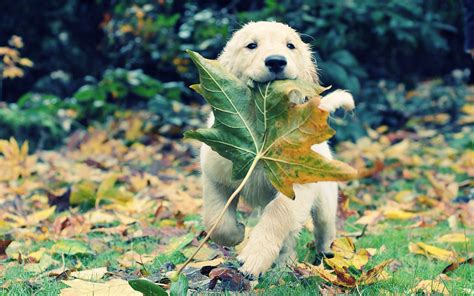 Autumn Dog Leaves Wallpaper 1920x1200 11439