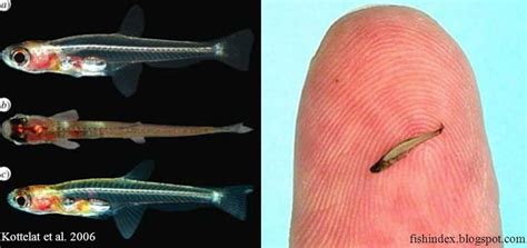 10 Of The Smallest Things In The World