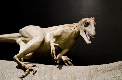Deinonychus Attacks Diplodocus Older Model Museum Of T Flickr