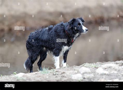 Border Collie Is A Working Dog Breed Developed In The Scottish Borders