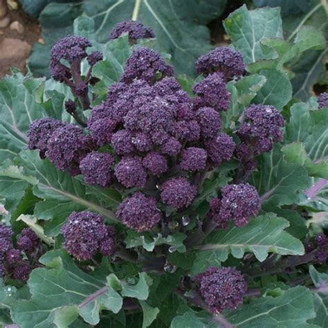Broccoli Early Purple Sprouting Veg A D Busy Bee Garden Centre