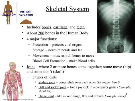 Human Body Systems Ppt