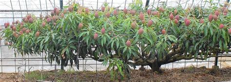 Fruiting mayhaw trees can be found growing wild in the florida lowlands as a florida native plant. Mango: A perfect tree for South Florida - South Florida ...