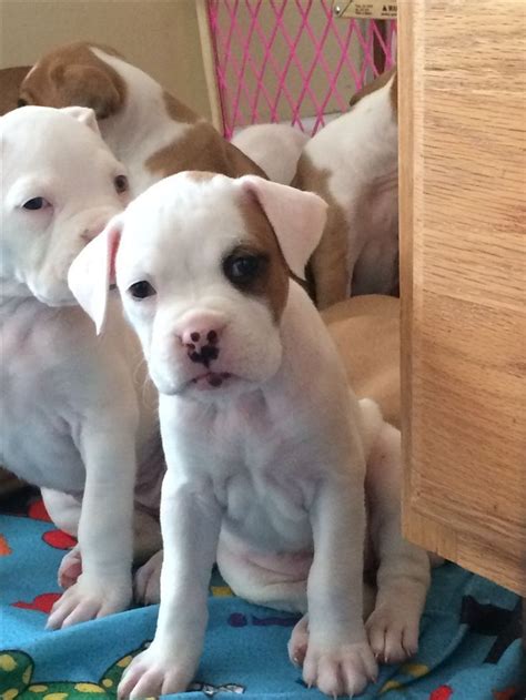 We did not find results for: White boxer puppy! Cute baby! #boxer #love #puppy | White boxer puppies, Boxer puppies, Boxer dogs