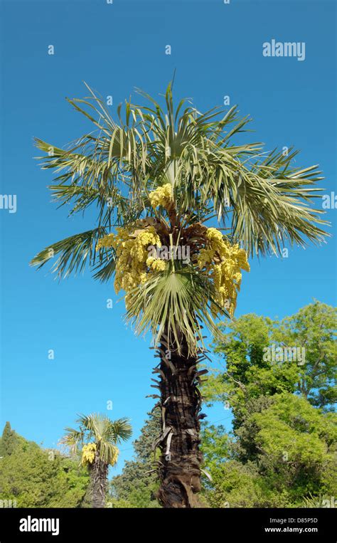 Flowering Palm Tree Against The Sky The Greater Yalta Crimea Ukraine
