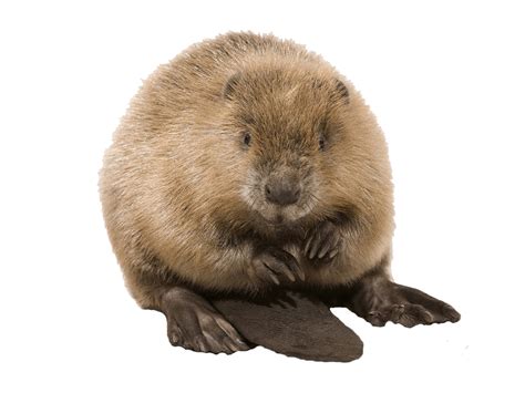Beaver Sitting Png Png Play