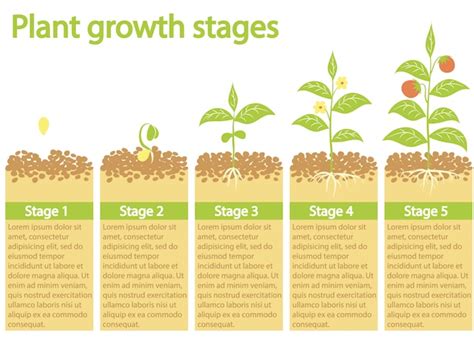 Plantas que crecen infografía proceso de cultivo de plantas etapas de crecimiento de las