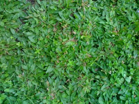 Yaitu jenis rumput yang biasa dimakan ternak dan rumput hiasan. PUSAT RUMPUT SINTETIS TAMAN & FUTSAL DAN VERTICAL GARDEN ...