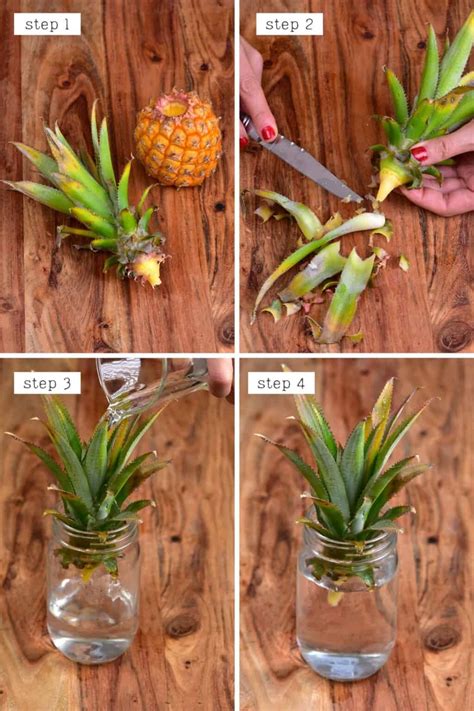Cutting Brown Tips Off Pineapple Plant The Ultimate Guide Fruit Faves
