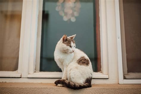 Free Picture Side View Kitty Domestic Cat Sitting Windows Home