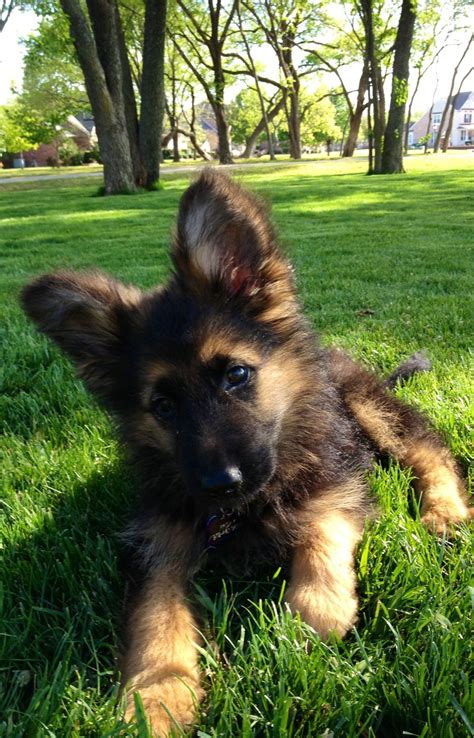 My Dog Friday A Long Haired German Shepherd Puppy Perros Pastor