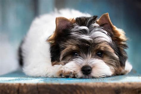 Biewer Terrier Dog Breed Complete Guide A Z Animals
