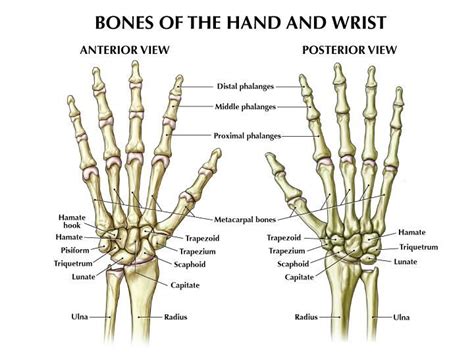 Fracture Wrist Anatomy Bones Hand Bone Anatomy Medical Anatomy