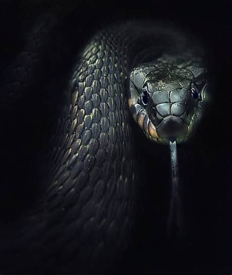 Snakes Suborder Serpentes Are Elongated Limbless Flexible Reptiles