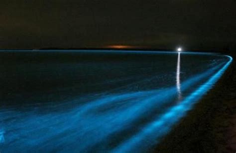 Mosquito Bay Bioluminescence Photographs By Frank Llosa