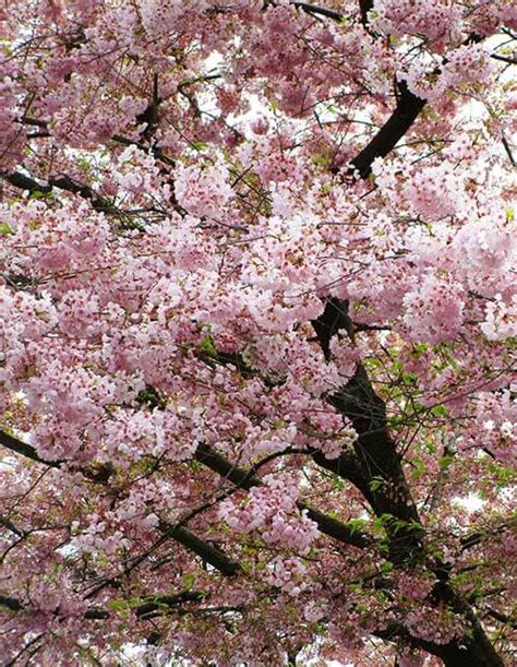 Akebono Cherry Tree A Magnificent Sight In Spring Old House Trees