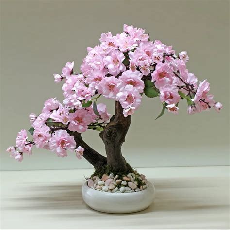 Cherry Blossom Bonsai Care Troubleshooting And Problem Solving Tree
